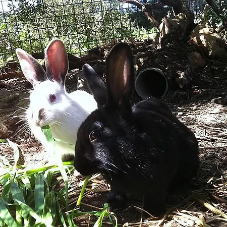 Farmház Agave Alghero *